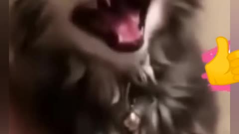 Funny Animals That Will Make Your Day!