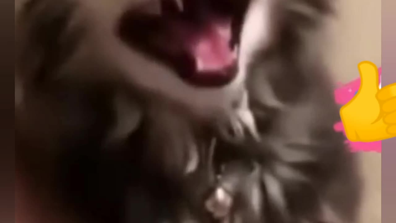 Funny Animals That Will Make Your Day!