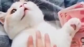 Funny Cats & Dogs