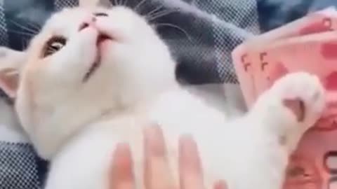 Funny Cats & Dogs