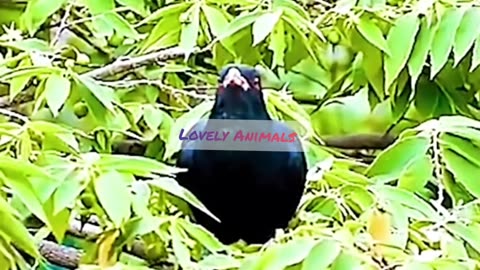Amazing Animal Sounds