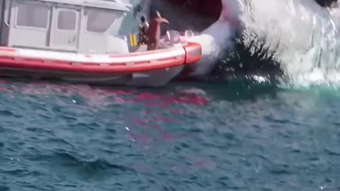 sea life