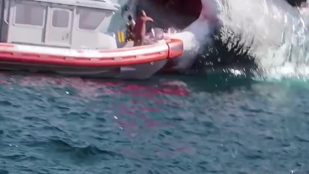 sea life