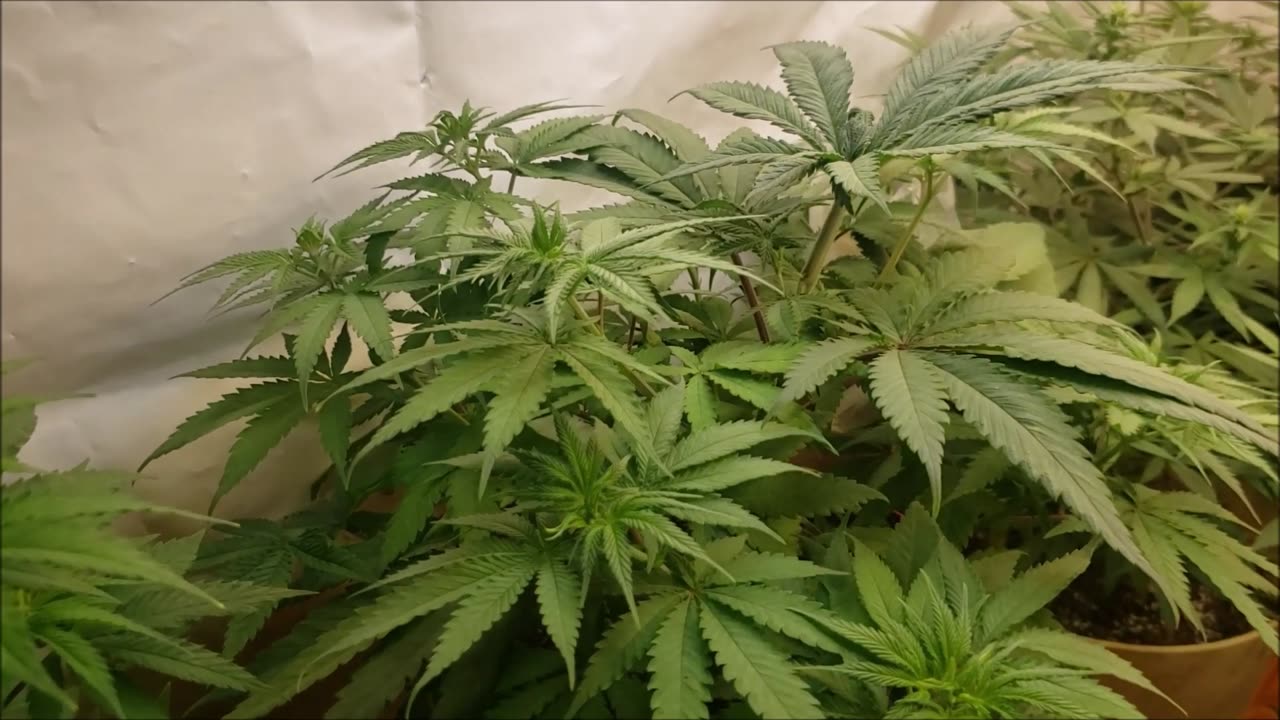 SweetLeaf Ganja Grow 2025