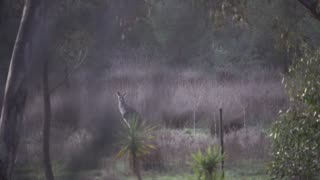 Kangaroo