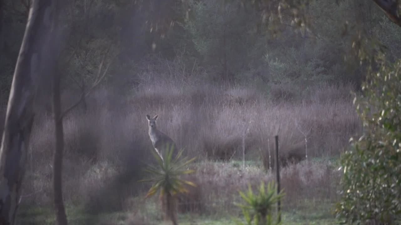 Kangaroo