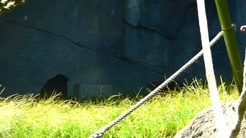 Bonobo foraging and romping around