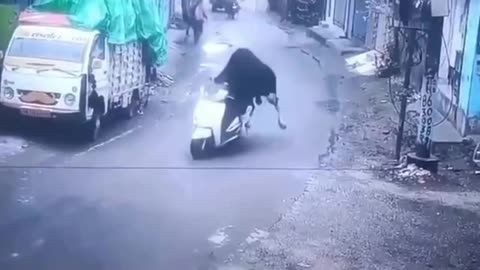 Born to be wild 😂