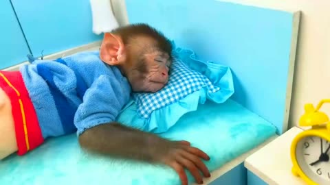 Monky's 🙉 Day.... 🙈