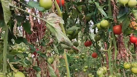 End of a production season for tomatoes