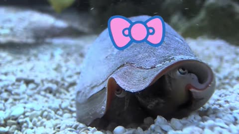 Even Conch Snails Can Be Pretty Girls! 🐚 #aquariumlife #snail #reeftank #shorts #saltwaterfish