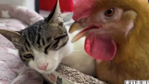 The hen laid an egg in the cat's nest, and the cat was shocked …