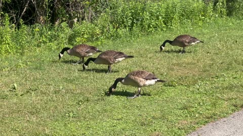 Canada geese grass trimming services