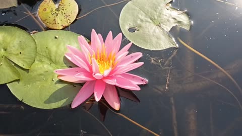 Water Lily