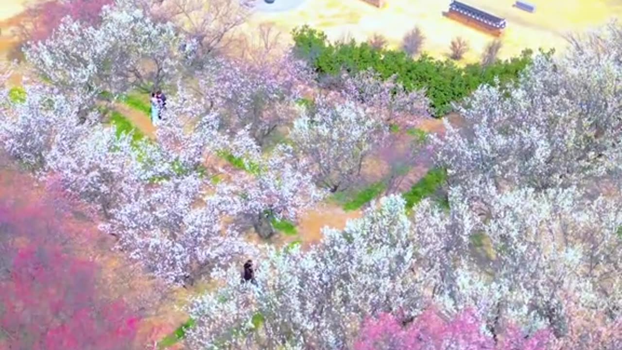 South korea 🇰🇷