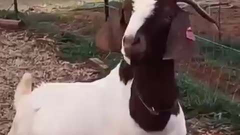 Funny video