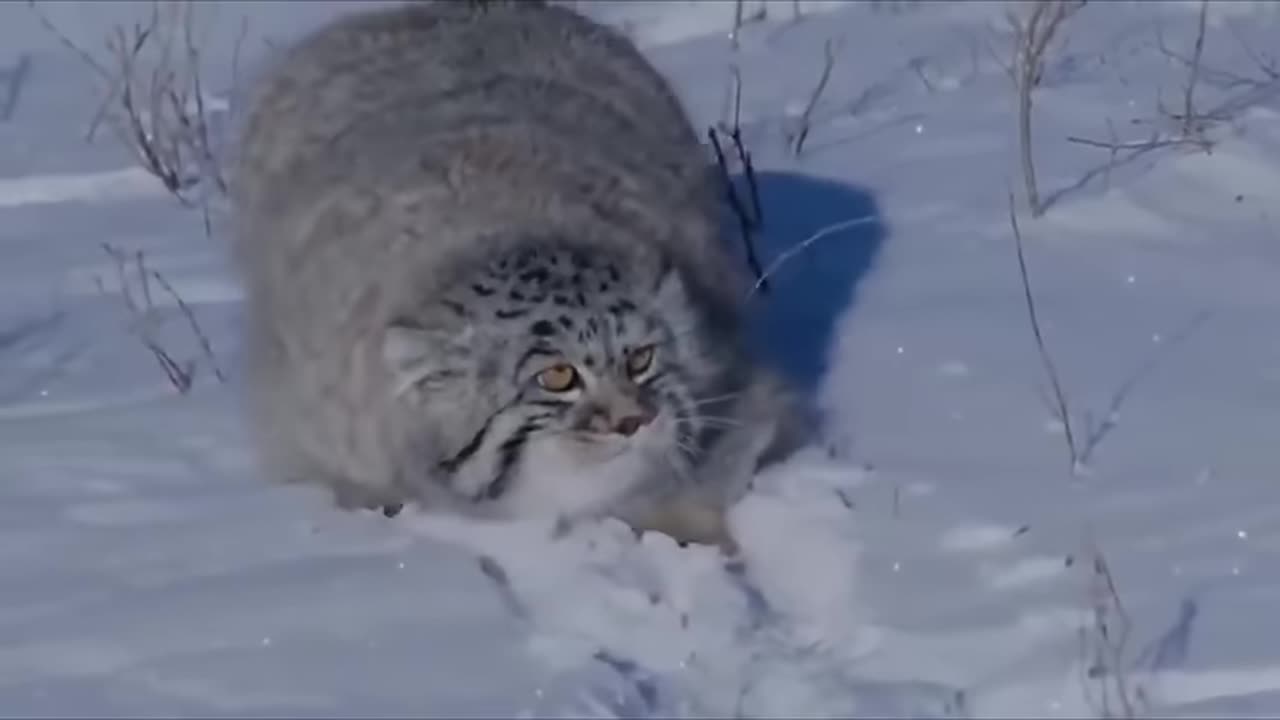 manul-life could be dream