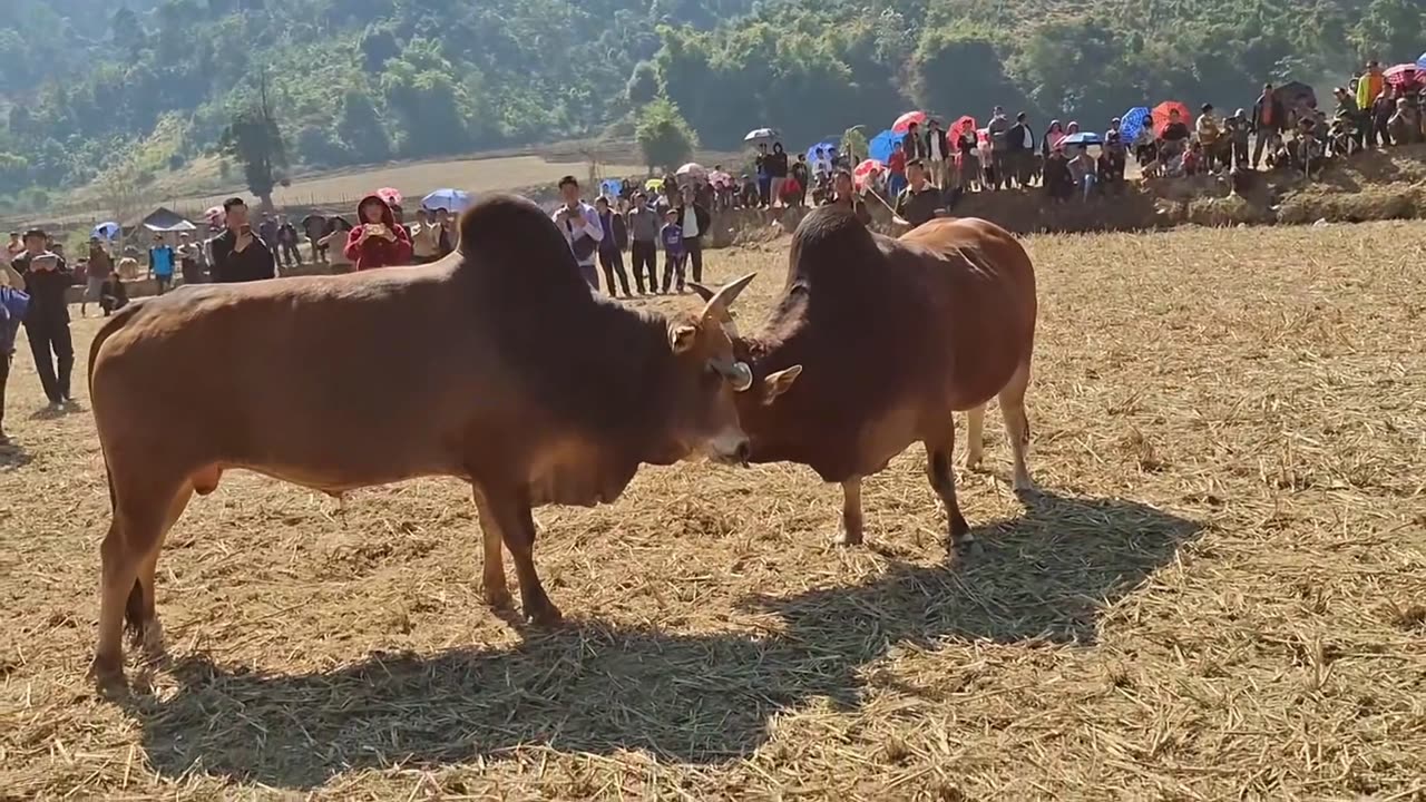 Nyuj Sib Nraus
