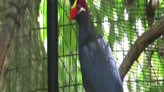 birds