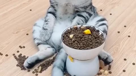 Super cats skills