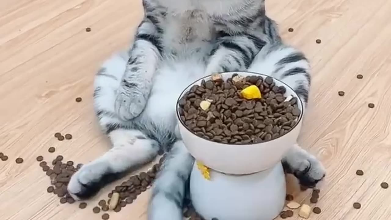 Super cats skills