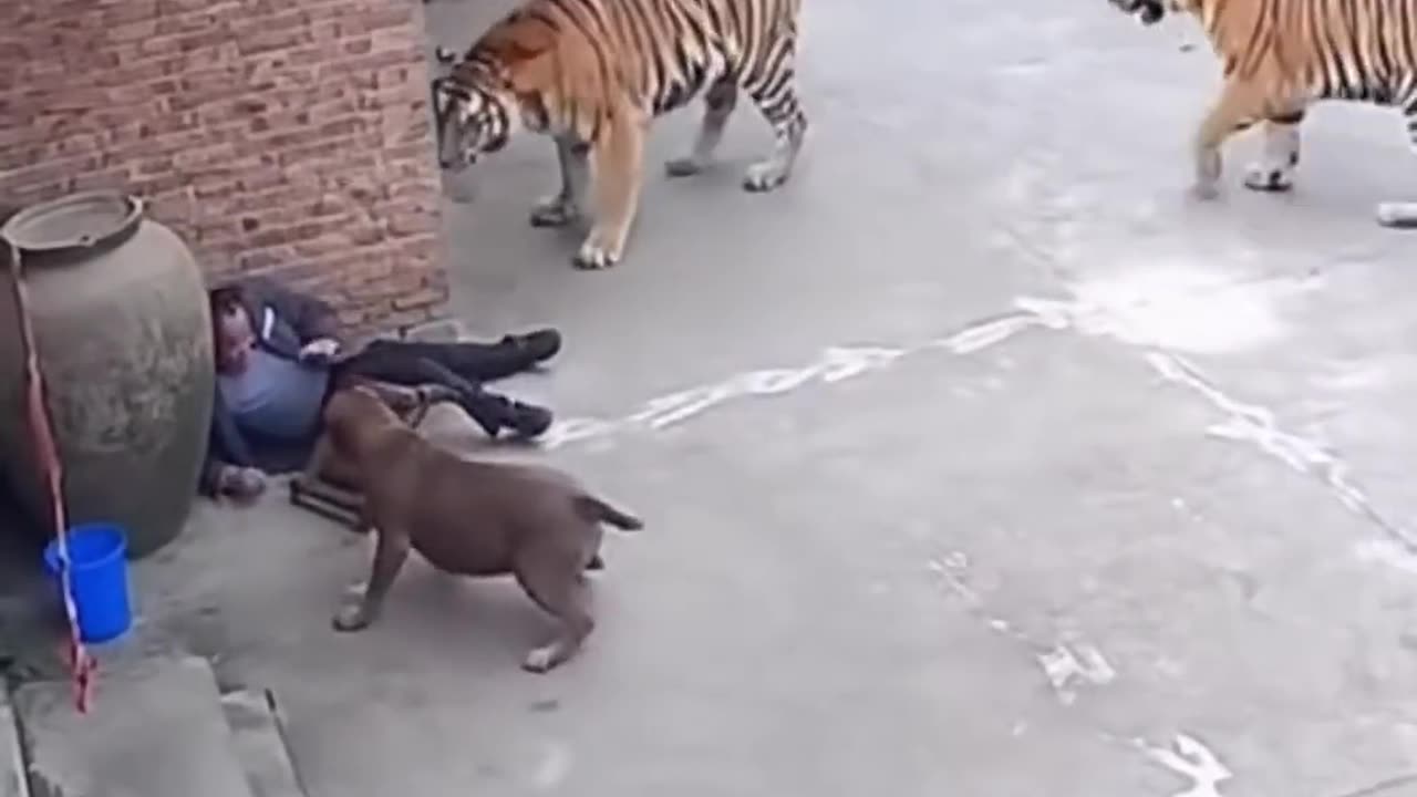 Two leopard Attacked man what happened next....