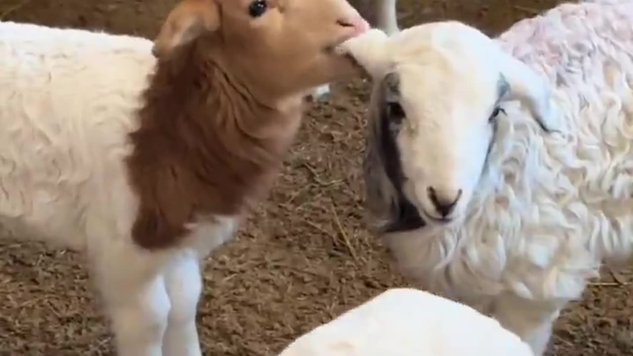 The two lamb sisters are at it again
