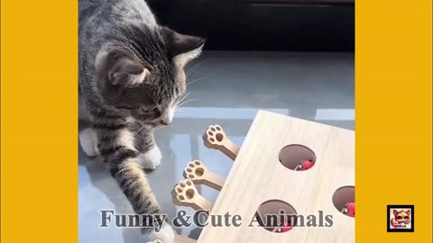 cat funny cute animals #cat #Cute #funny #animals #cutecat