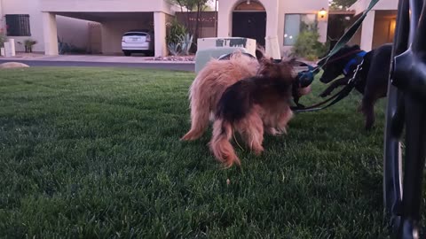 Kiko Villanova ChaCha Paco a doggie walks by, Paco lunges I pull him in, help him settle