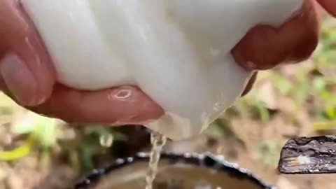 RUBBER TAPPING PROCESSING LATEX IS COLLECTED FROM RUBBER TREE & NOT REQUIRED TO CUT THE TREE DOWN