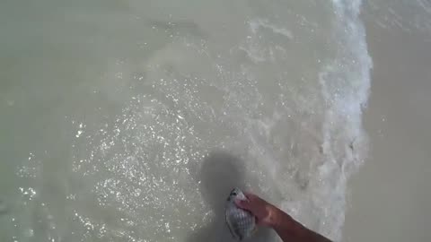 ritorno a pesca otre oceano dove l'acqua e' 1con gamberi vivi o shreemp_part13