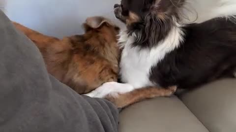 What are these goofballs doing?