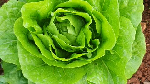 Cos type lettuce #coslettuce