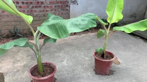 SUPER SPECIAL BANANA Propagation Hack with Coca-Cola! Fastest Growth! 🌱🍌 Subscribe & Like Now!
