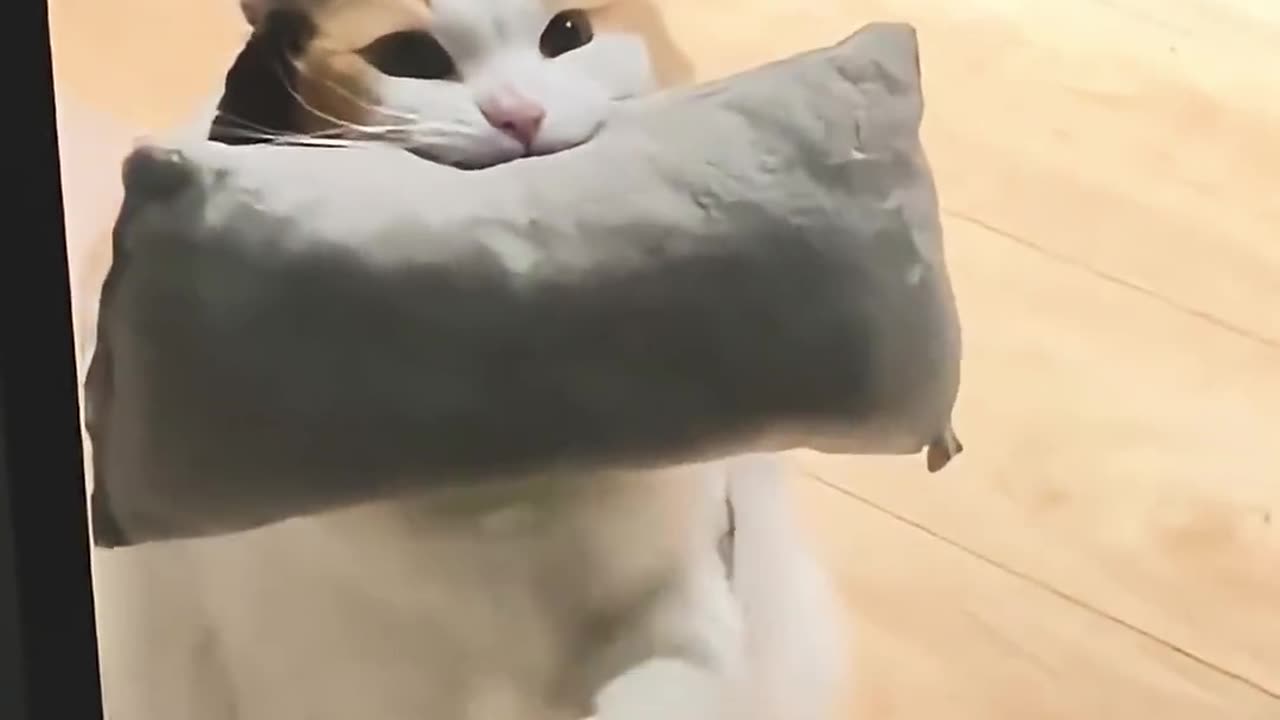 Little Tease from Orange Cat