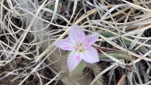 Wild Flowers blooming