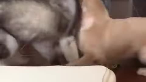 Bitchslap.... What Did the paws say to the face?....SMACK