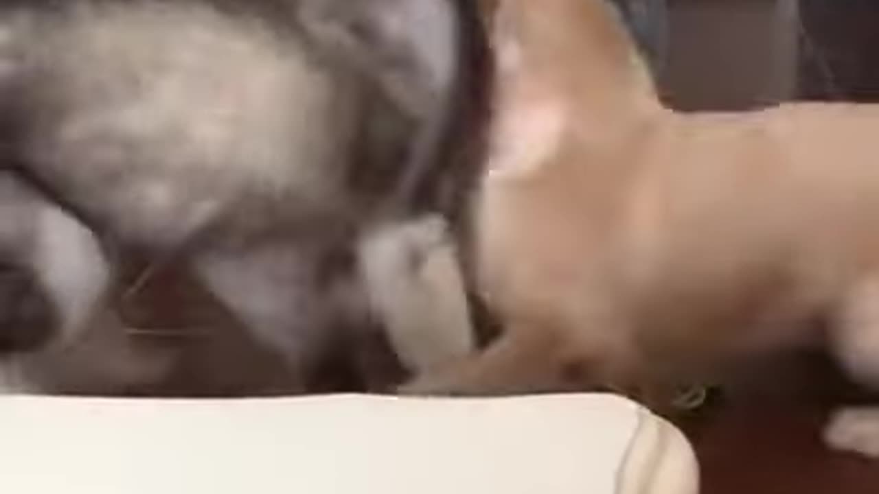 Bitchslap.... What Did the paws say to the face?....SMACK