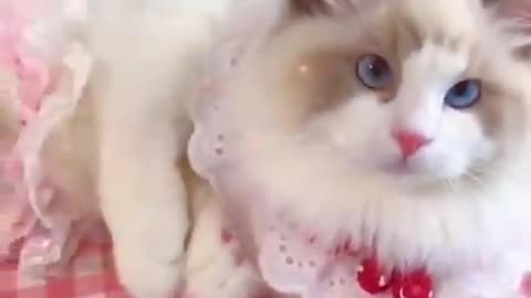 The cat tricked its owner in such a clever way… it’s genius!