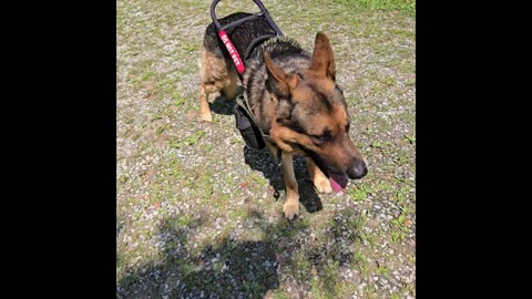 Dean & Tyler service dog harness.