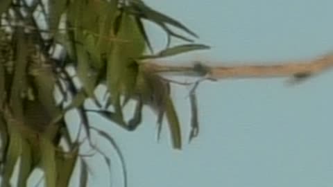 Fighting Lorikeets 17