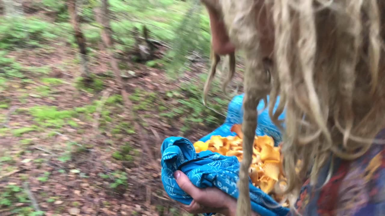 Make money 💰 picking mushrooms 🍄
