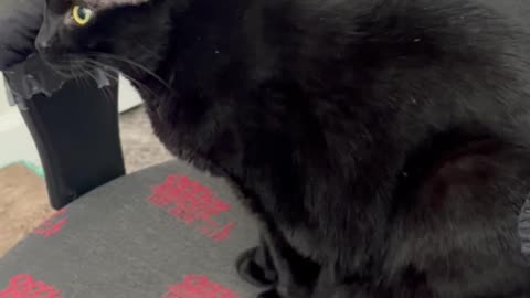 Cute Precious Piper Checks to See If Someone is Coming In - My Adopted Shelter Cat Vlog