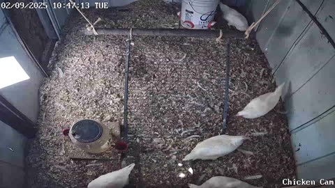 Millar Time Chicken Cam