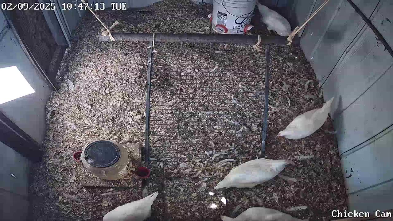 Millar Time Chicken Cam