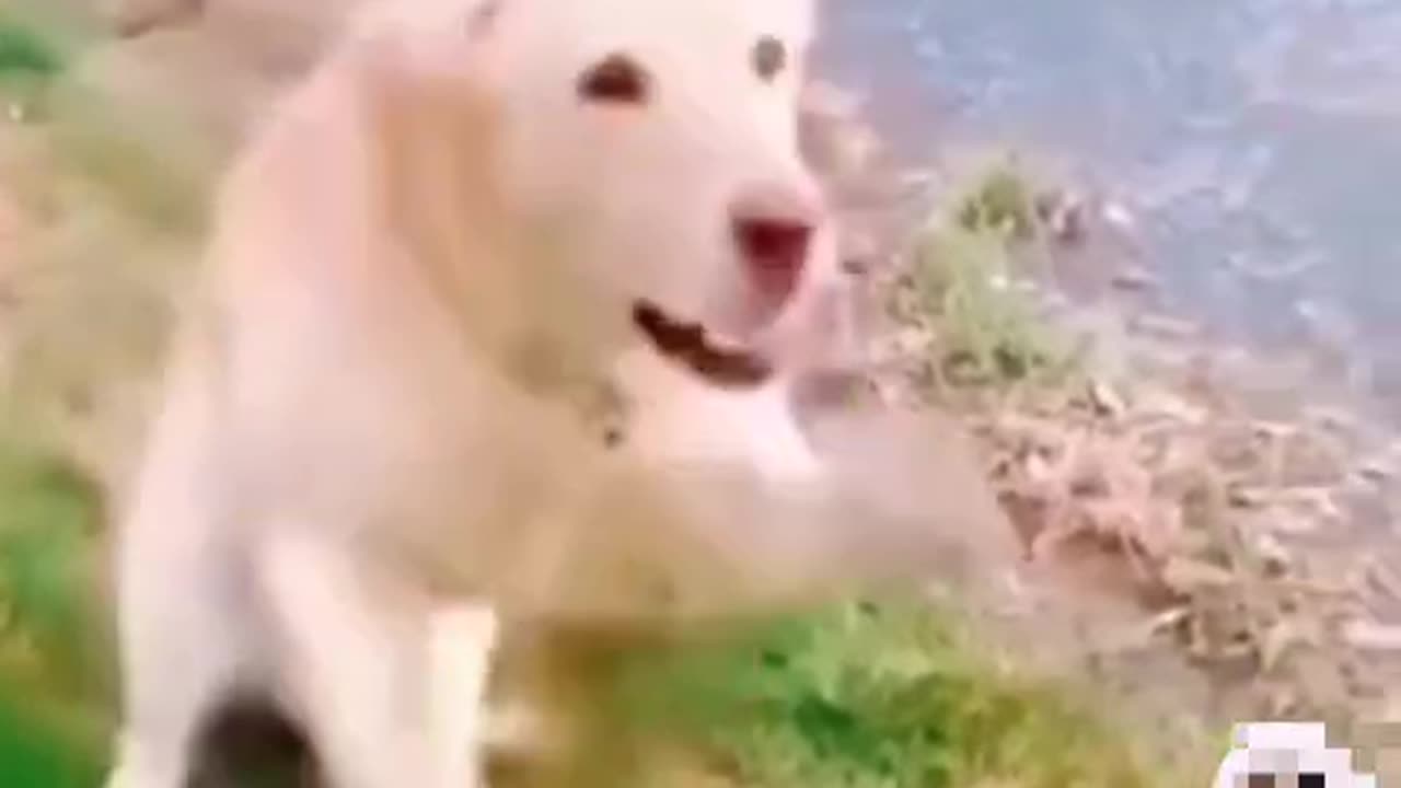 Dogs dancing time