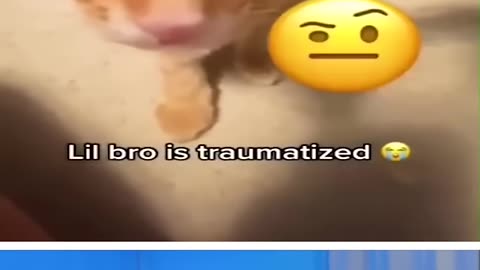 Funny videos