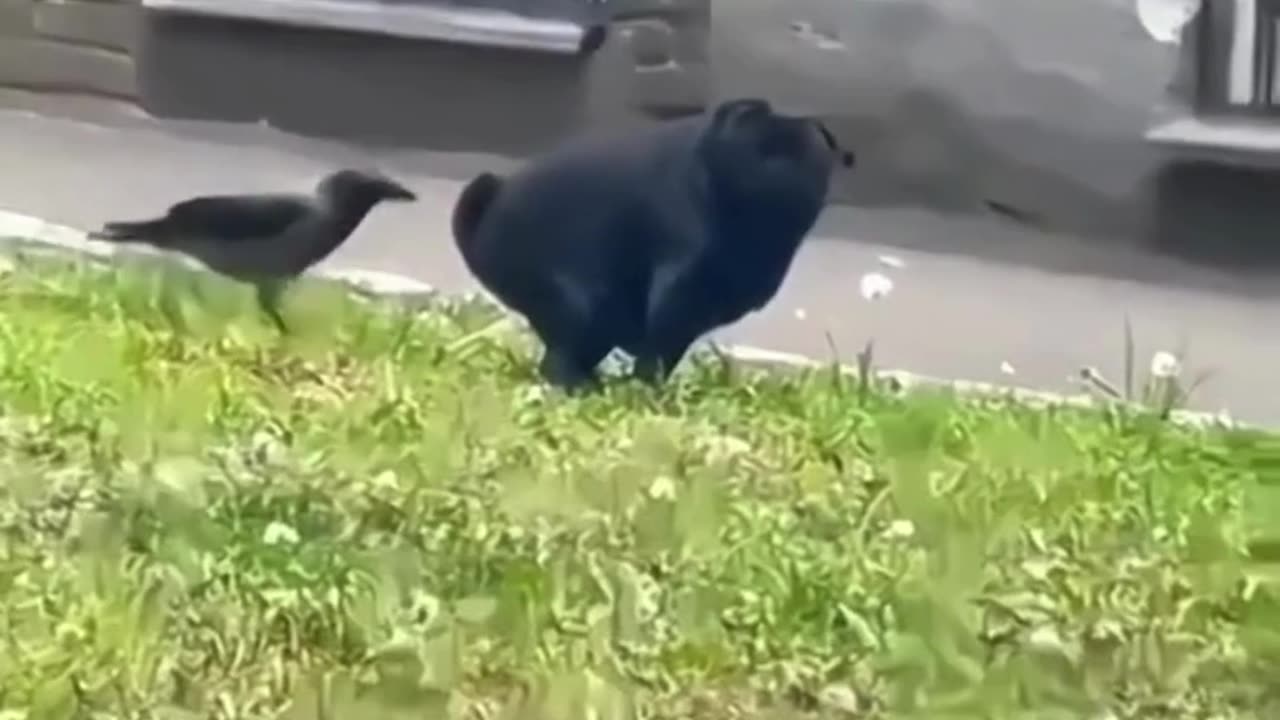 FUNNY ANIMAL COMPILATIONS - PART 53