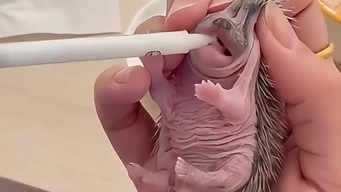 The girl adopted baby hedgehog in her house🦔💕. #Viral #Animal #Love