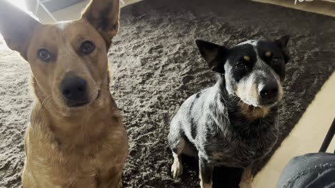hungry dogs 290824908